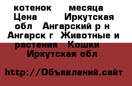 котенок 1.5 месяца. › Цена ­ 10 - Иркутская обл., Ангарский р-н, Ангарск г. Животные и растения » Кошки   . Иркутская обл.